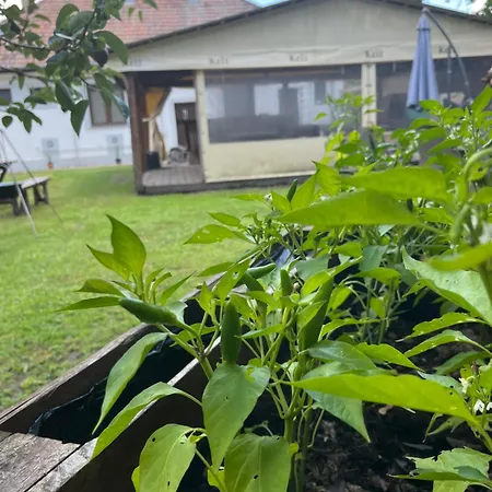 Apartment - Garden - Vendeghaz