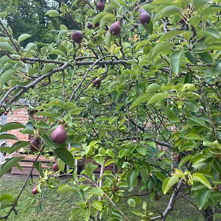 - Garden -